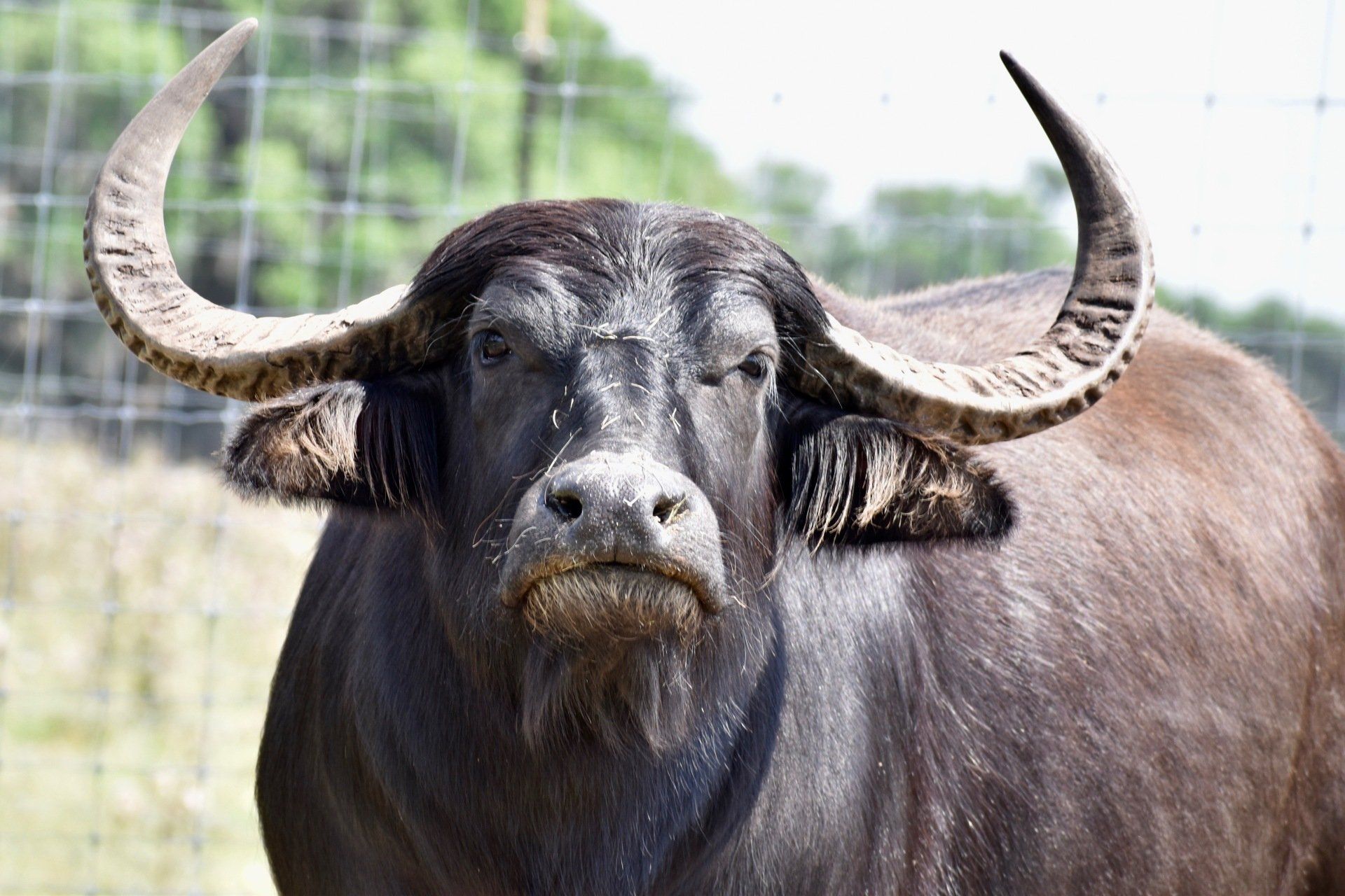 A close up of a water buffalo standing in a field looking at the camera.