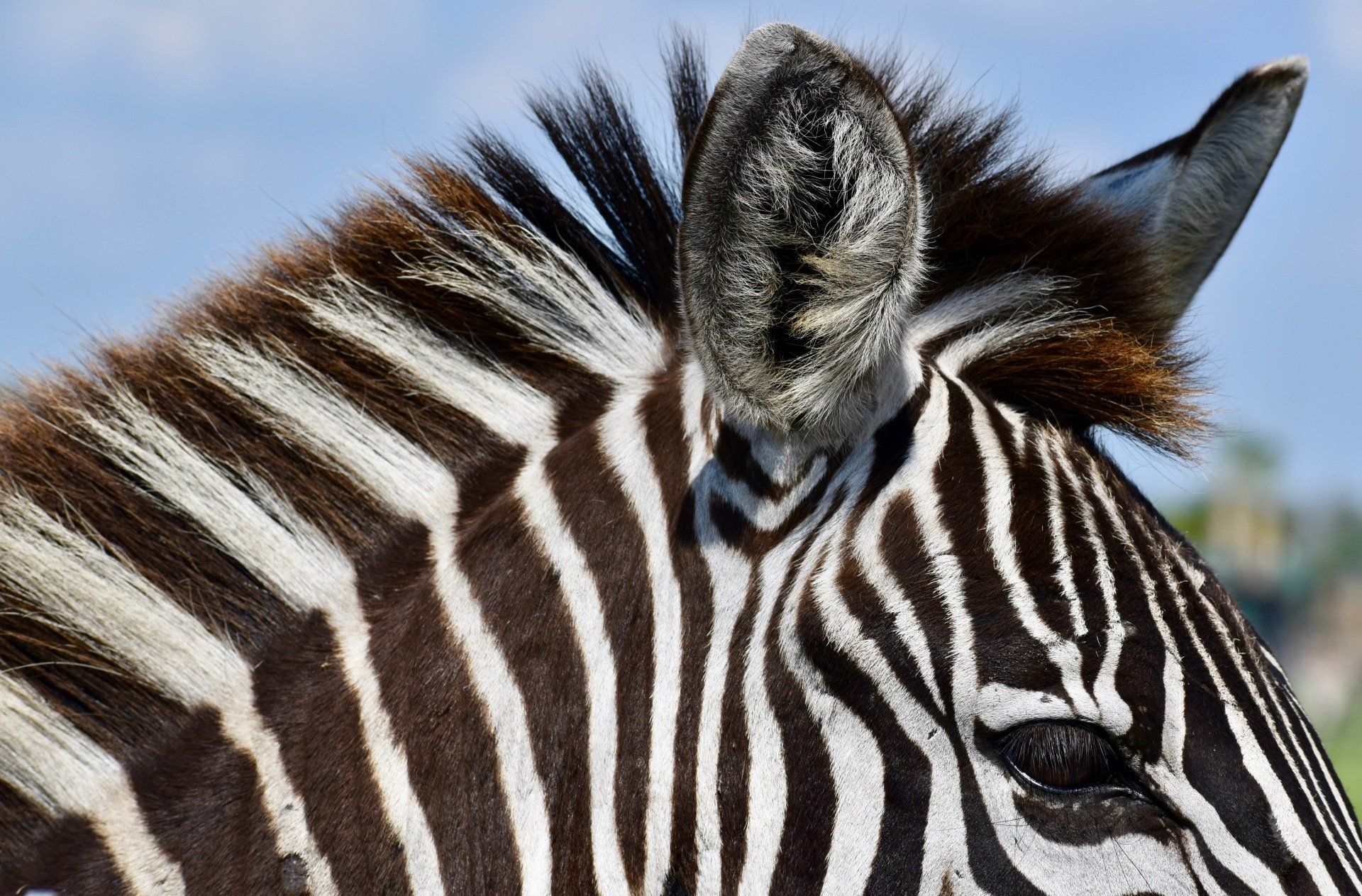 A close up of a zebra 's head with a blue sky in the background