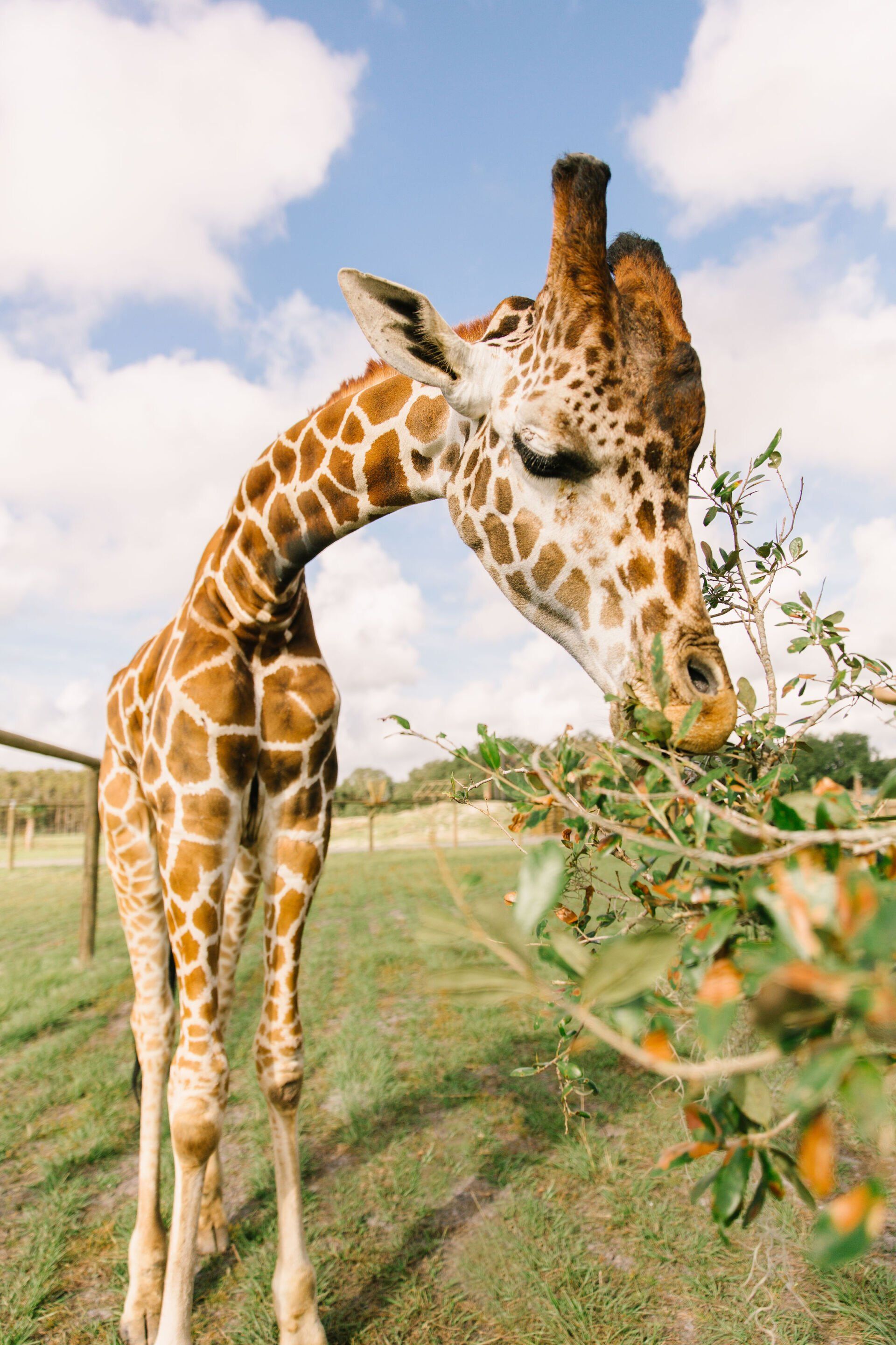 A giraffe is eating leaves from a tree in a field.