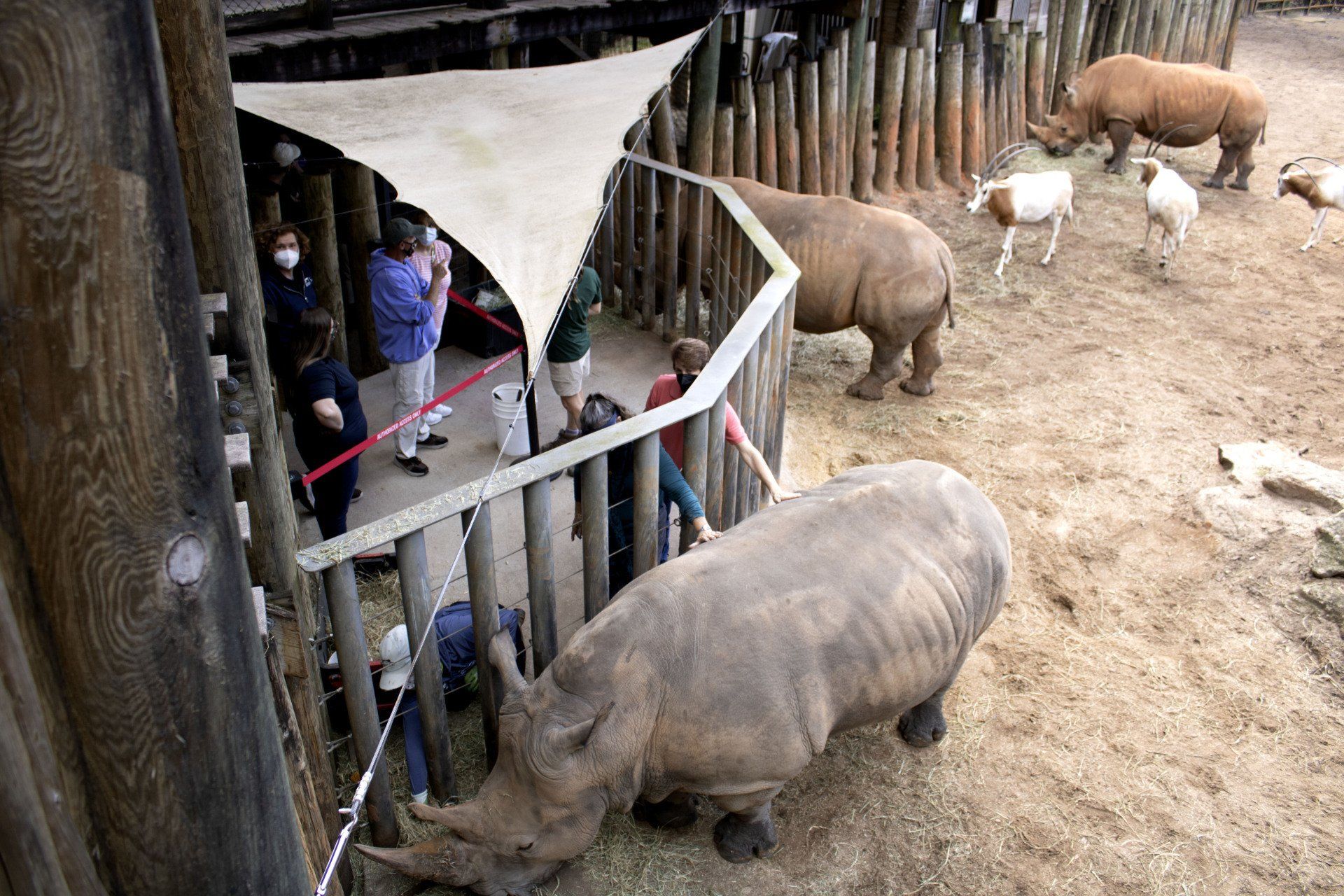 A group of people are standing around a rhinoceros in a zoo enclosure.