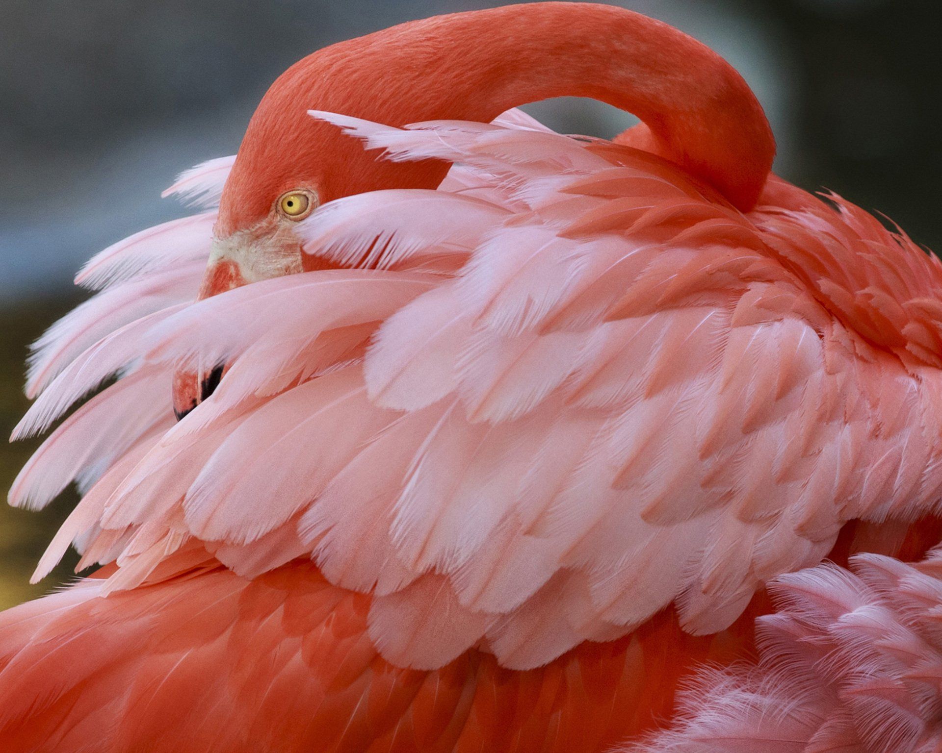 A close up of a flamingo 's neck and feathers