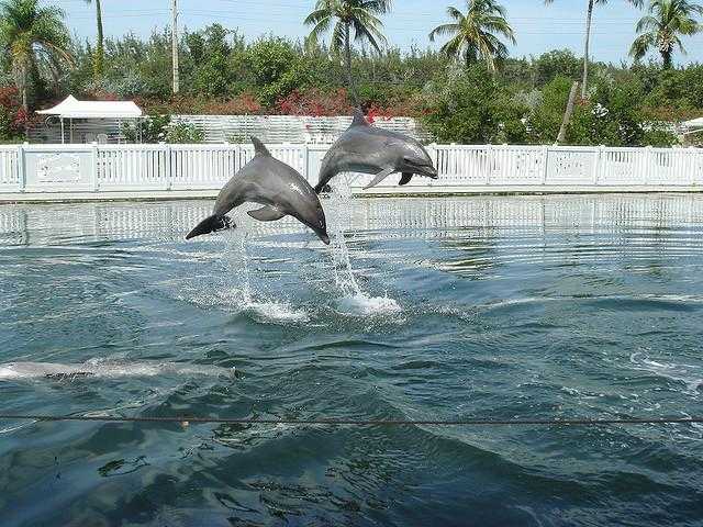 Two dolphins are jumping out of the water