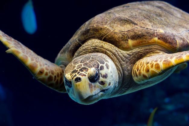 A sea turtle is swimming in the ocean and looking at the camera.