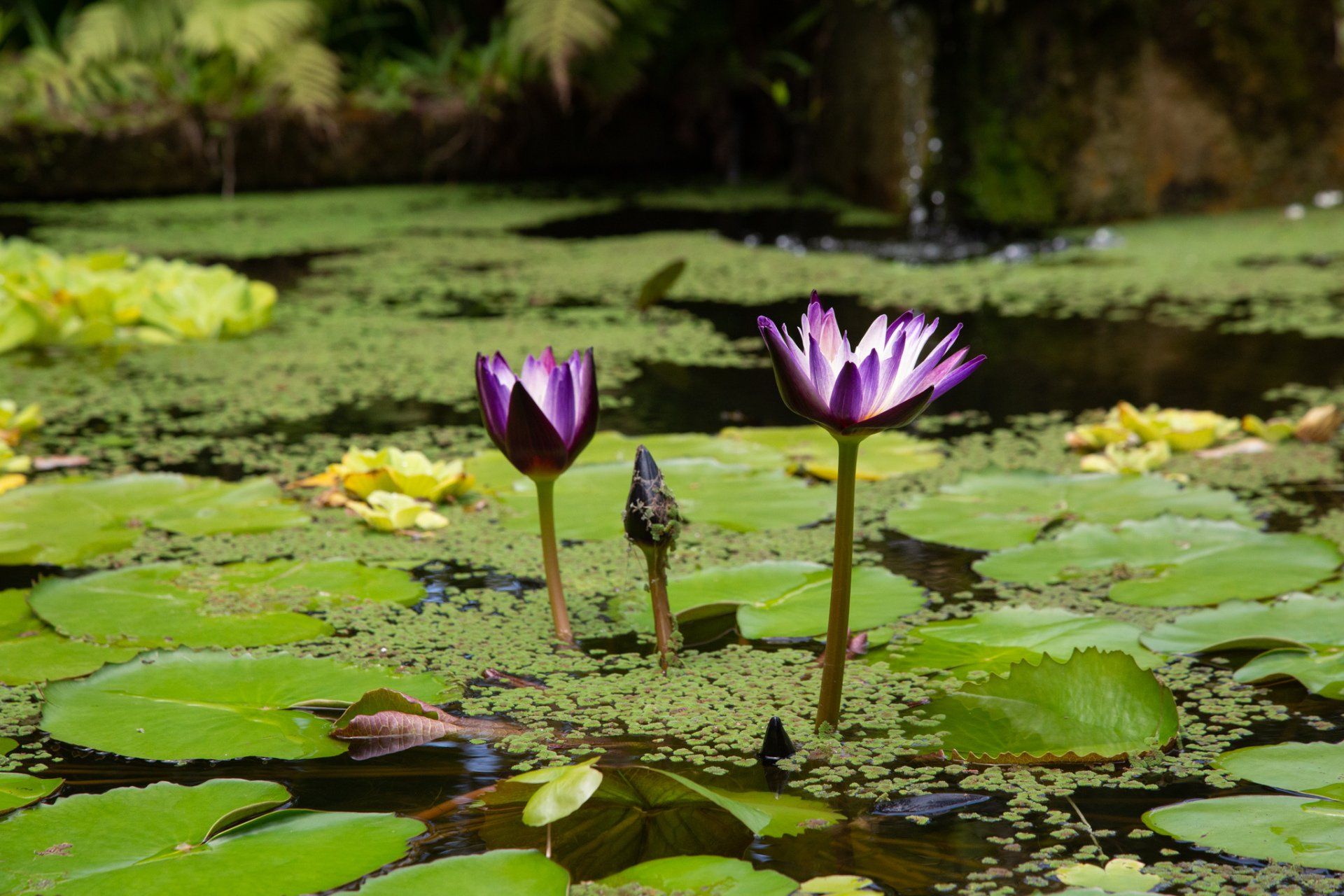Three purple water lilies are growing in a pond surrounded by green leaves.