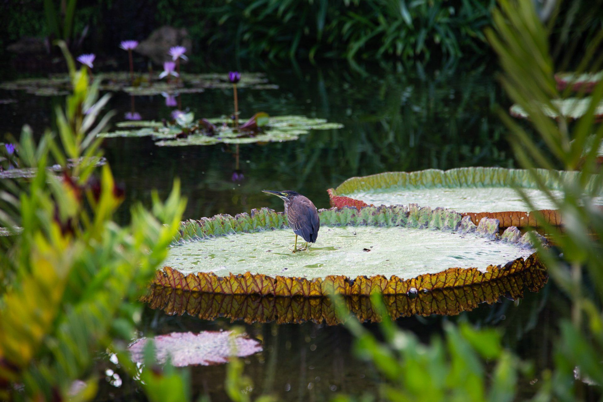 A bird is sitting on a lily pad in a pond.