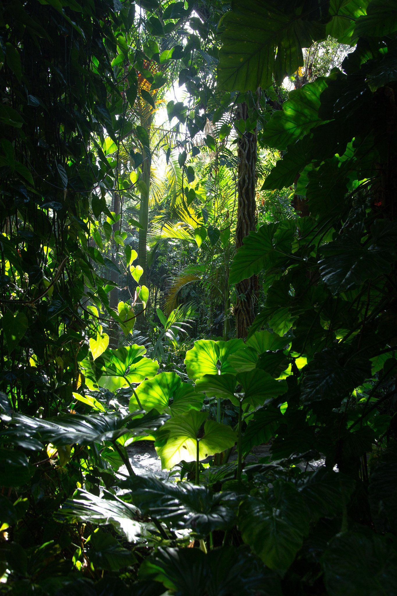 The sun is shining through the trees in the jungle