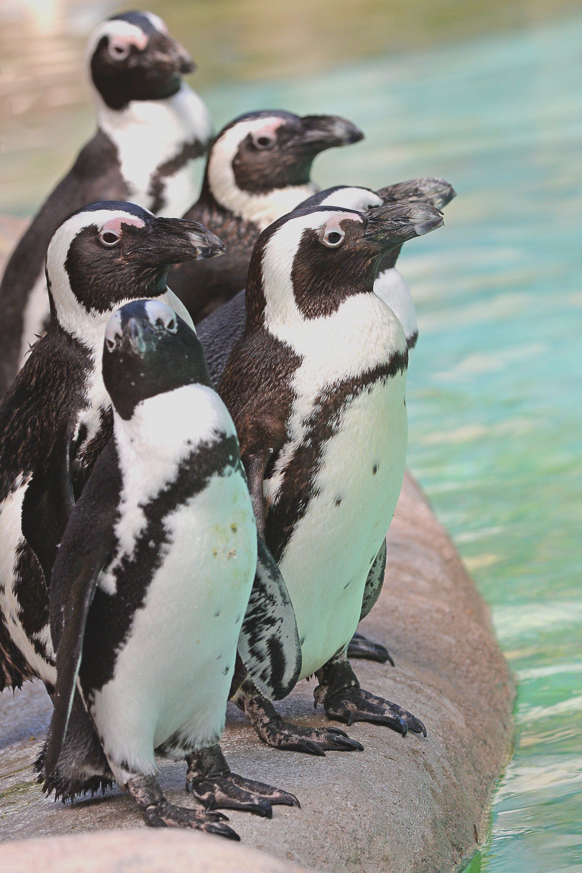 A group of penguins are standing on a rock near the water