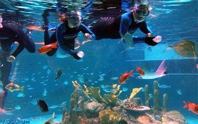 A group of people are swimming in an aquarium with fish.
