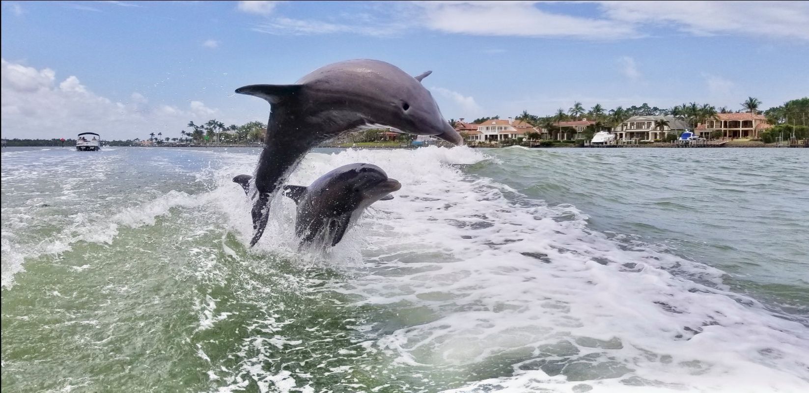 Two dolphins are jumping out of the water behind a boat.