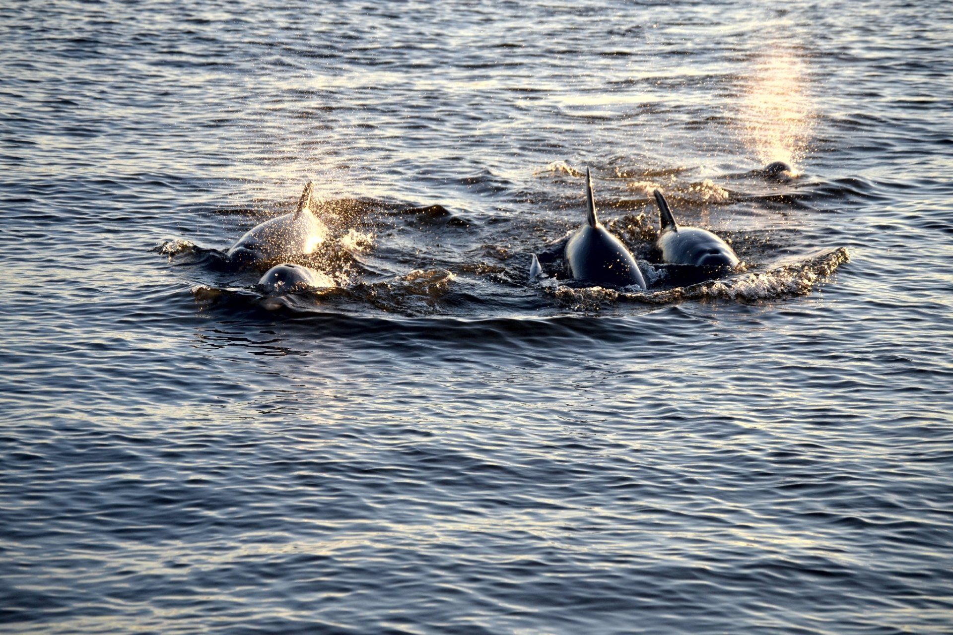 A group of dolphins are swimming in the ocean.