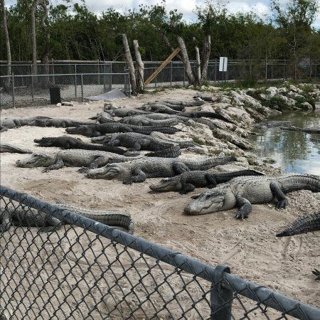 A group of alligators are laying in the sand behind a chain link fence