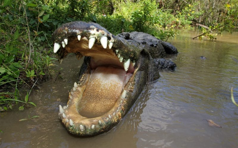 A large alligator is swimming in the water with its mouth open.