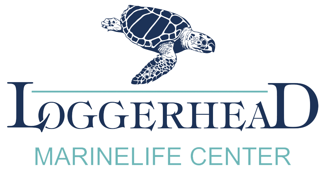 The logo for loggerhead marinelife center has a turtle on it.