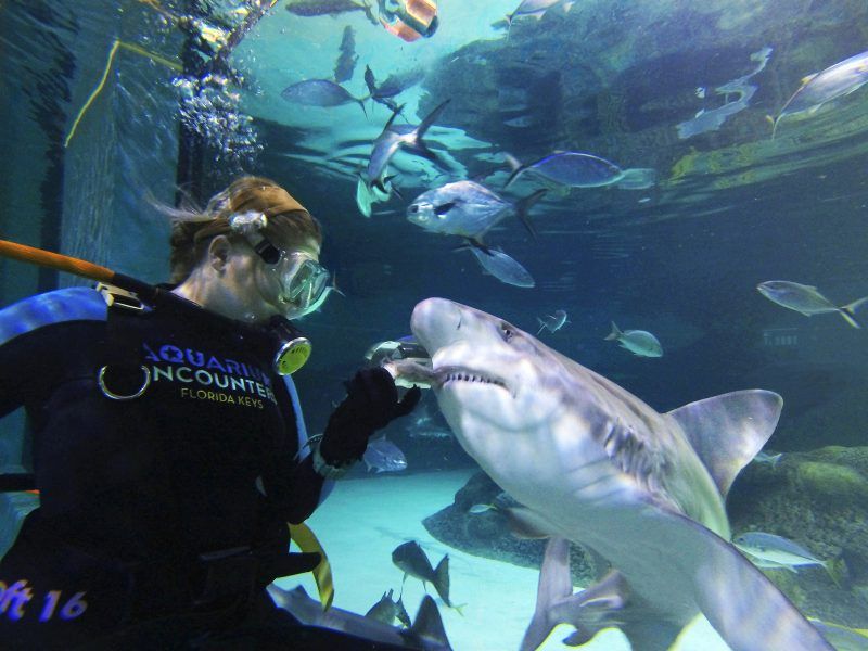 A woman is feeding a shark in a large aquarium
