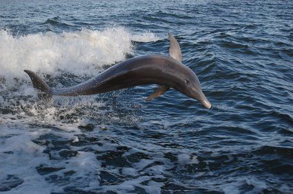 A dolphin is jumping out of the water