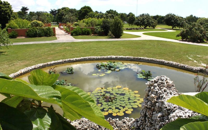 A pond with lily pads in it in a park
