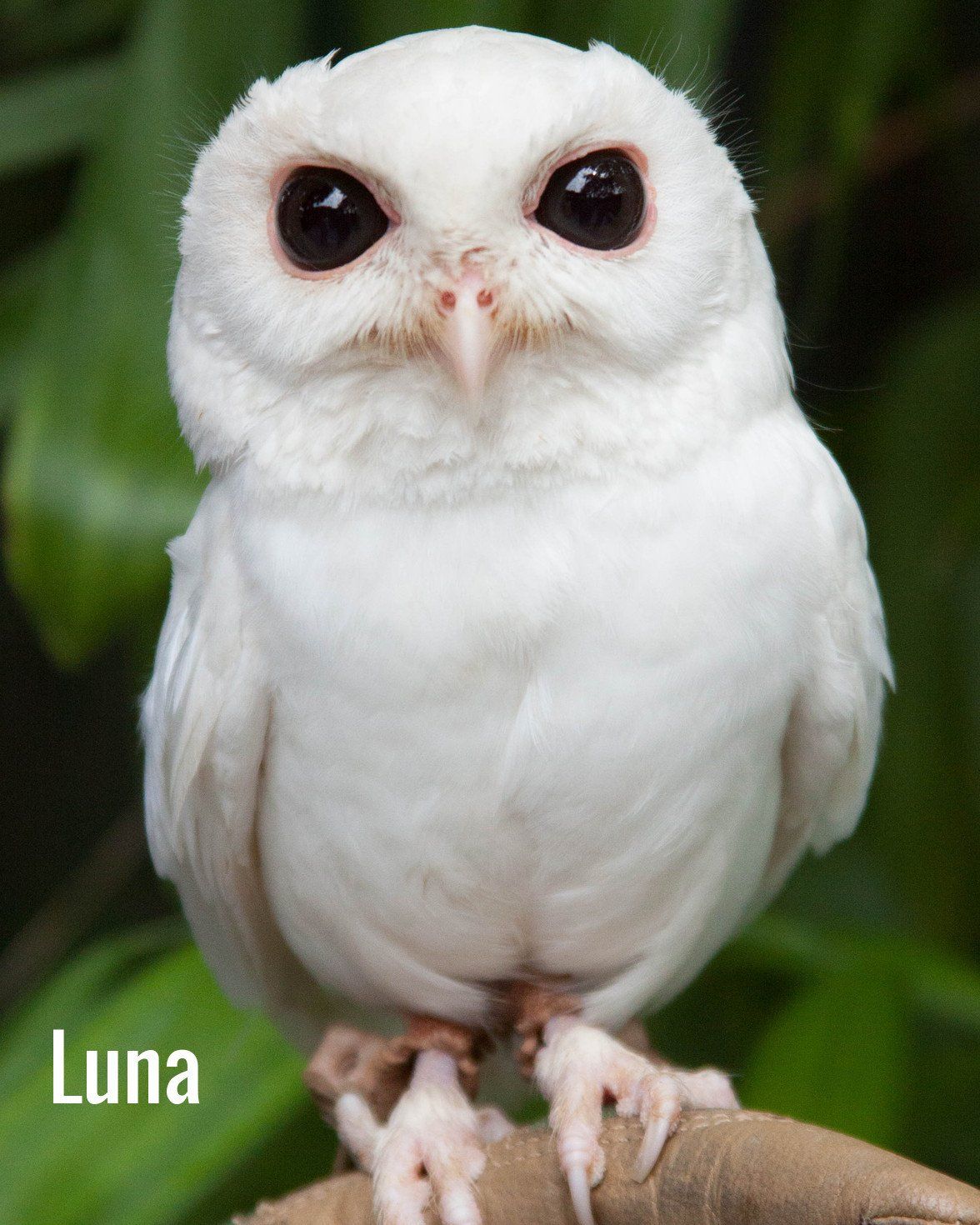 A white owl named luna is perched on a branch