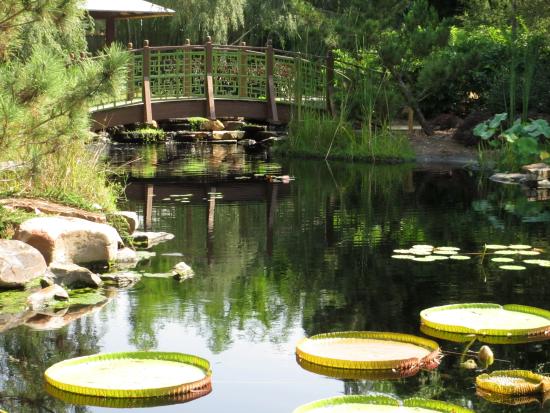 A pond with lily pads and a bridge in the background