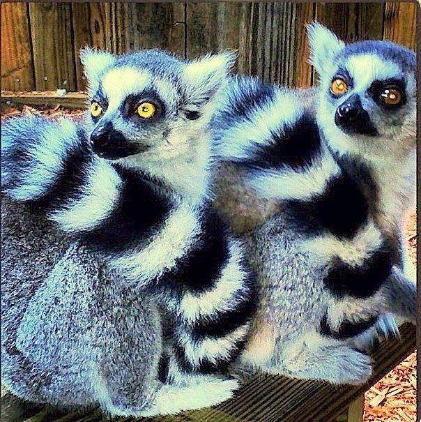 Two lemurs with yellow eyes are sitting next to each other