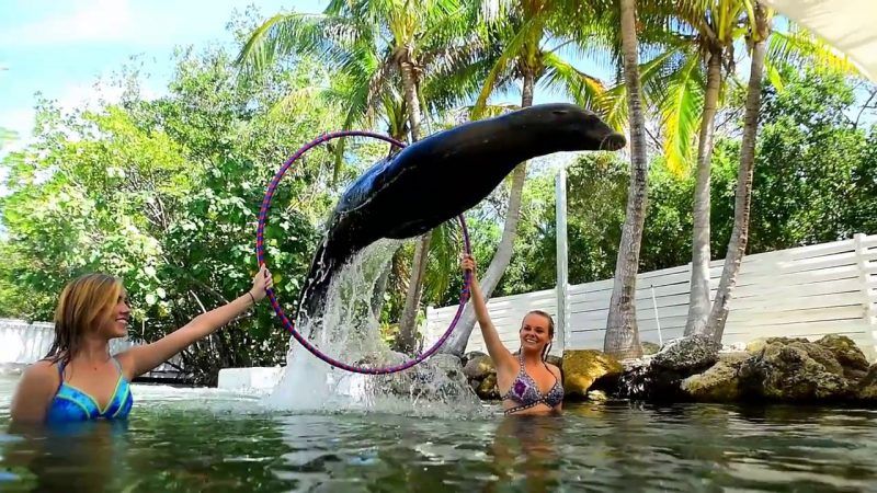 A woman is holding a hula hoop while a seal jumps out of the water.