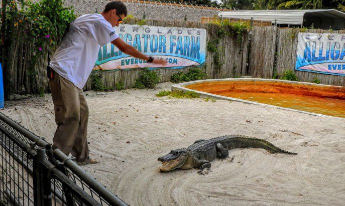 A man is standing next to an alligator in front of a sign that says alligator farm
