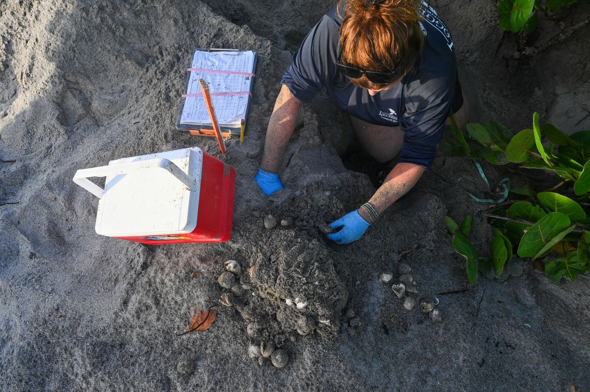 A woman is kneeling down in the sand looking at a pile of eggs.