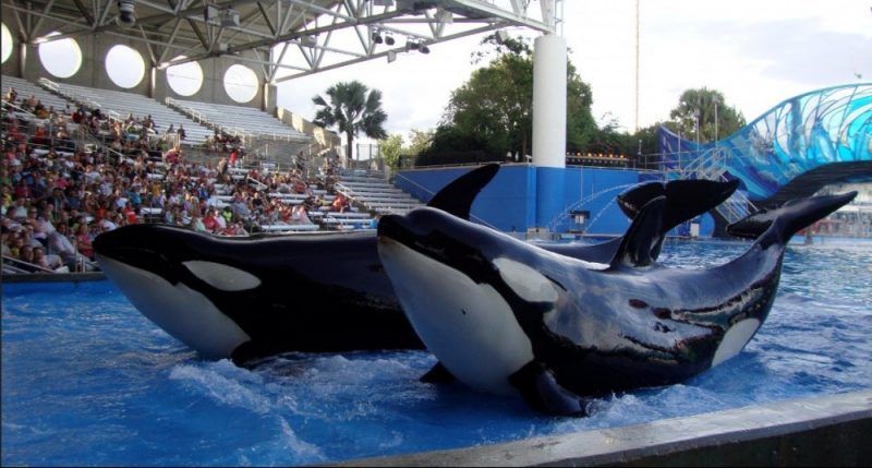 Three killer whales are swimming in a pool in front of a crowd.