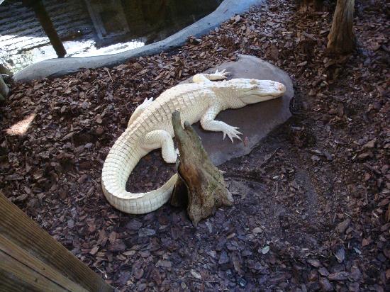 A white alligator is laying on a rock in the dirt