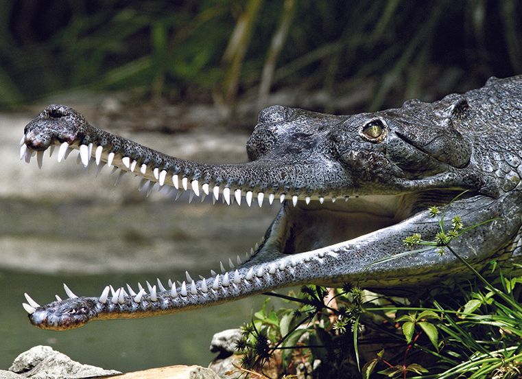 A close up of a crocodile with its mouth open.