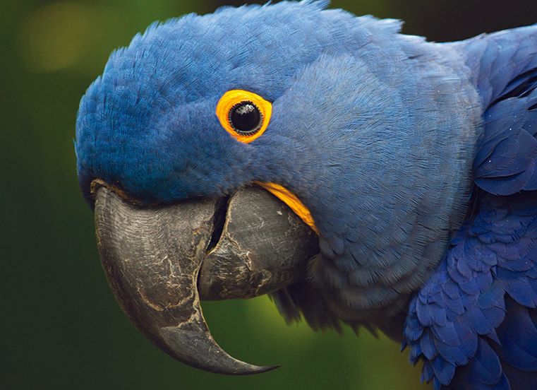 A close up of a blue parrot with a black beak