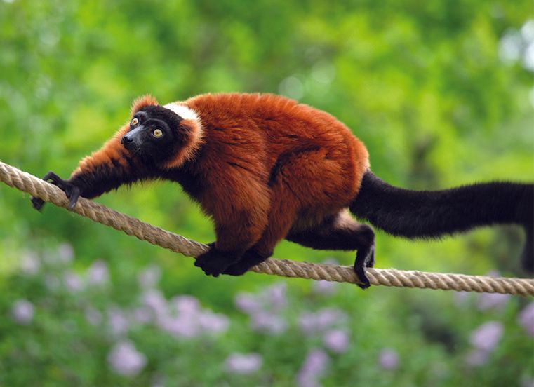A red and black monkey is walking on a rope.