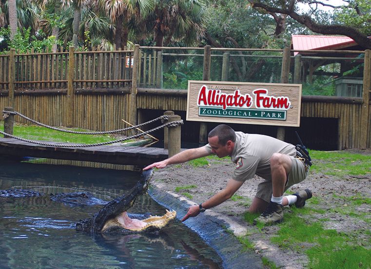 A man is feeding an alligator in front of a sign that says alligator farm