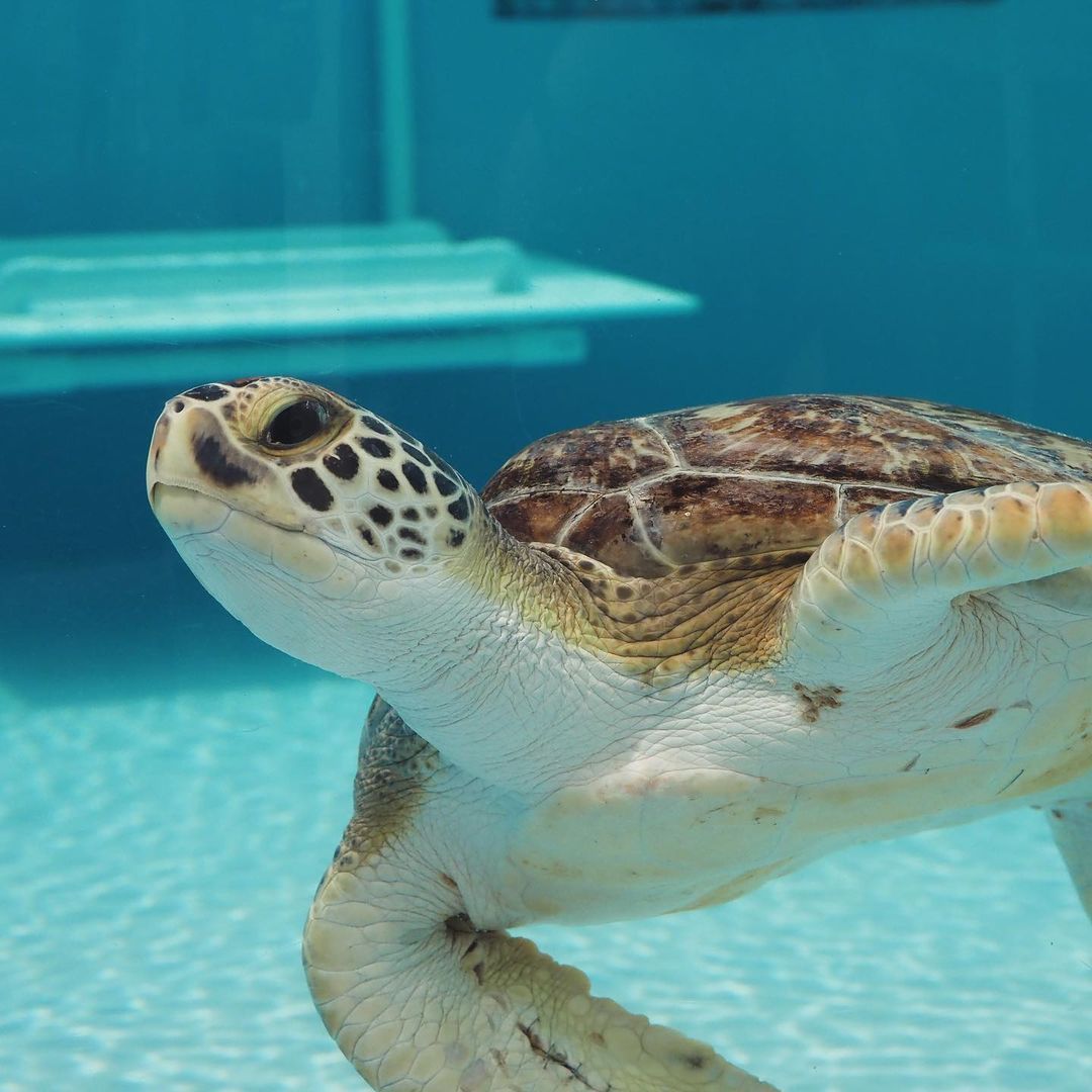 A sea turtle is swimming in a pool and looking at the camera