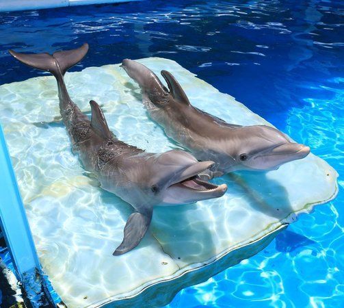 Two dolphins are laying on a blanket in the water