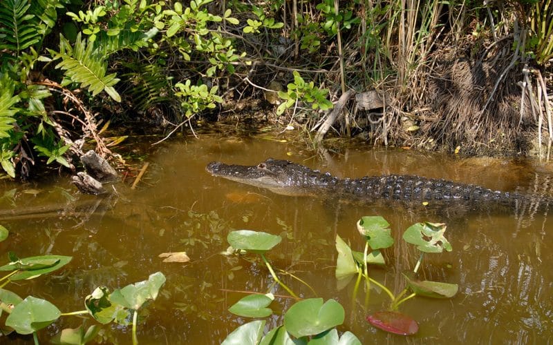 A large alligator is swimming in a body of water.