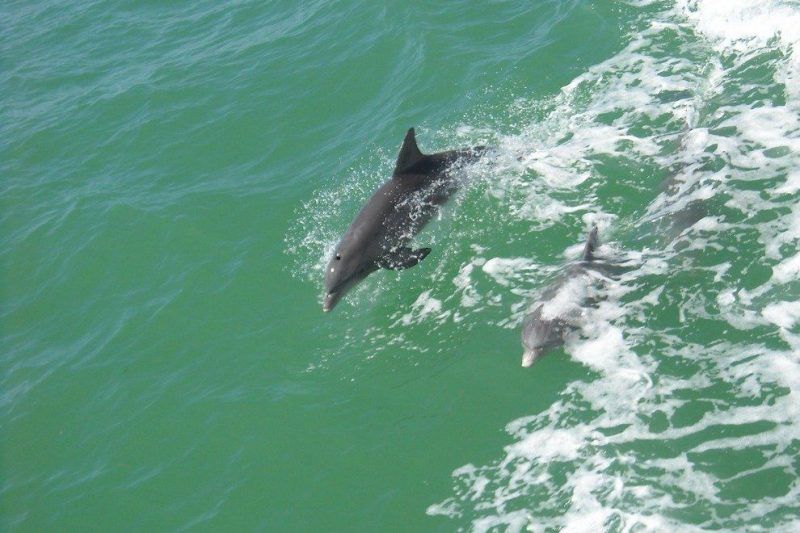 Two dolphins are jumping out of the water.