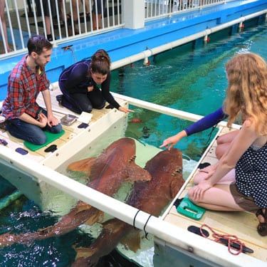 A group of people are sitting in a boat with sharks in it