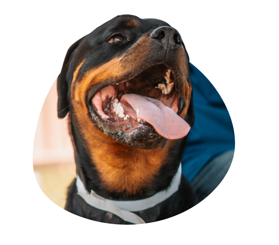 A happy Rottweiler dog is smiling and looking at the camera