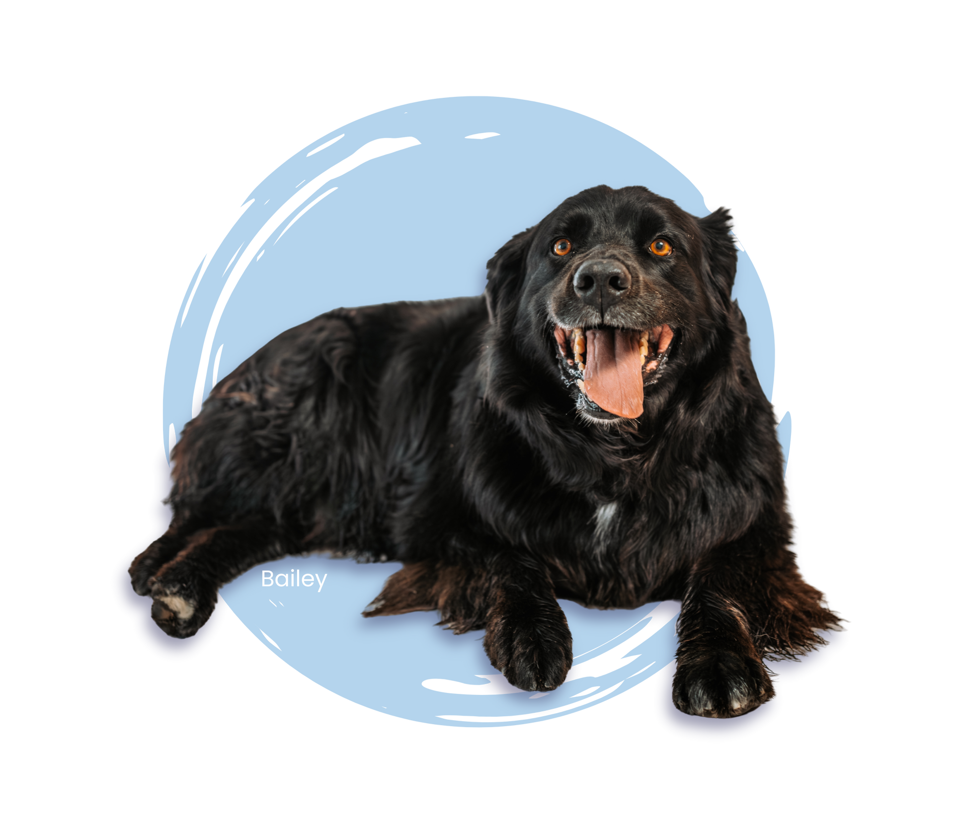 A black dog named Bailey laying down smiling and looking at the camera
