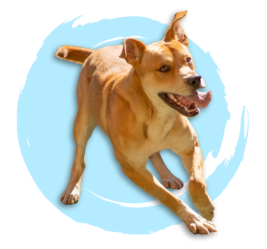 A brown dog is smiling and looking at the camera