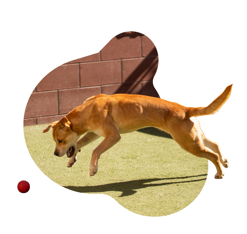 A happy dog is chasing after a ball in a yard