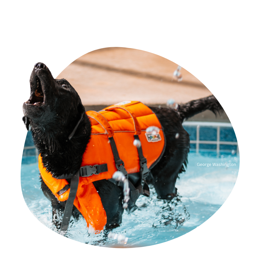 A black dog in a life jacket is barking while playing in the pool fountains at tail town. His name is George Washington.