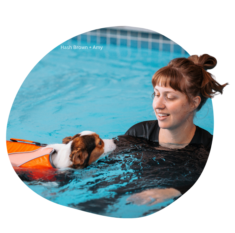 A corgi named Hash Brown swims in our hydro fitness pool with our dog trainer, Amy. The Hash Brown is wearing a life jacket and looking at Amy while she swims