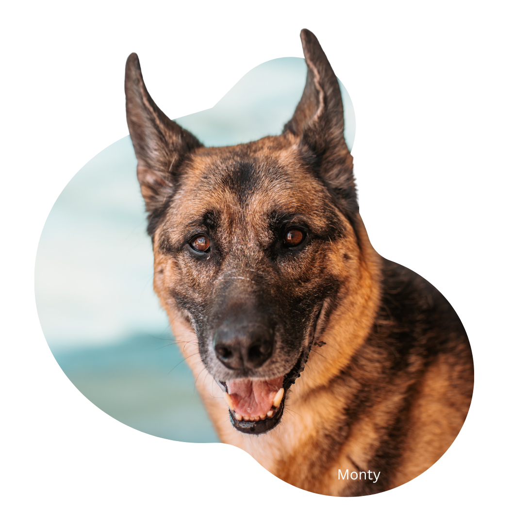 A brown dog is smiling and looking at the camera