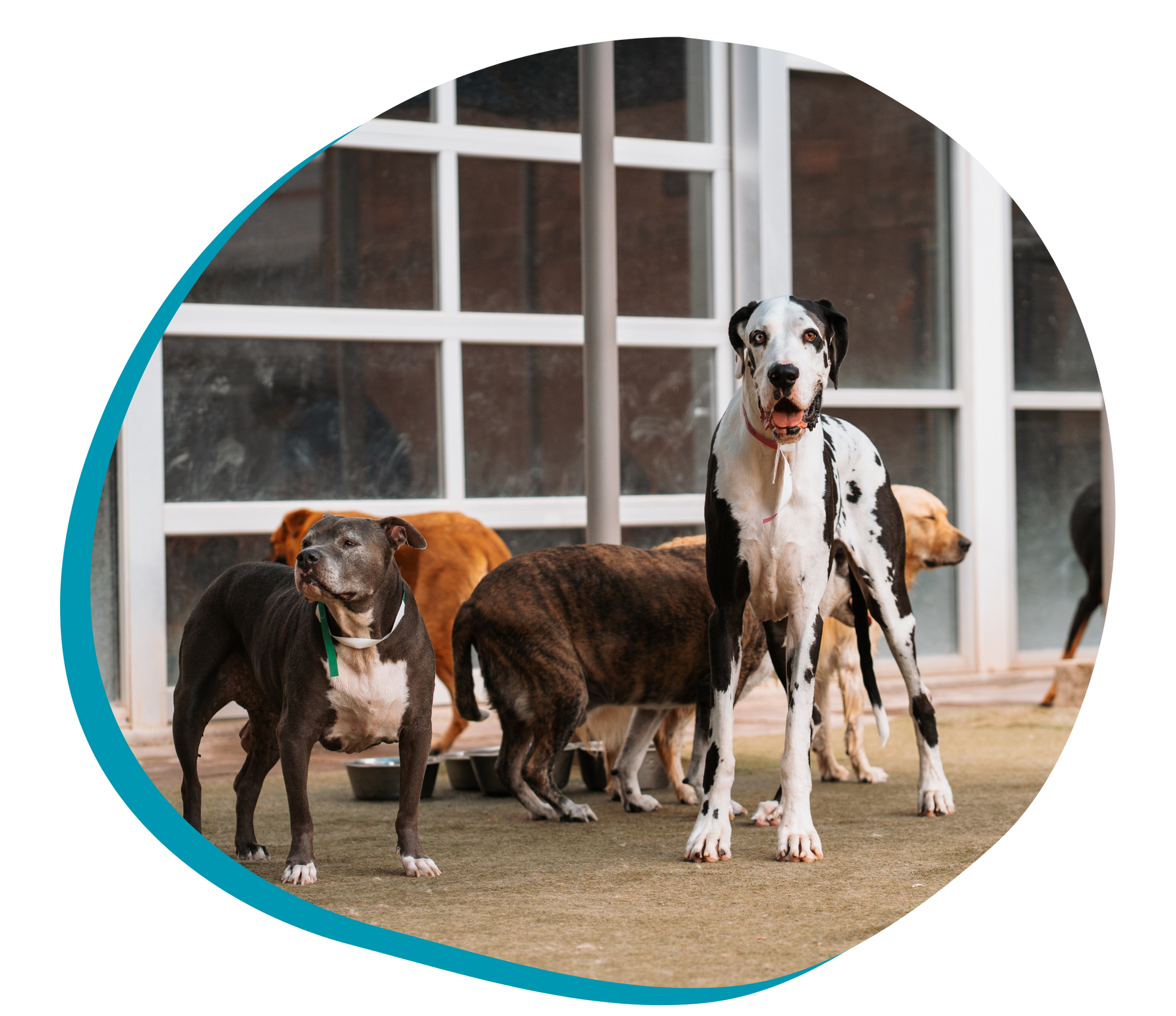 a group of dogs is standing outside in a spacious play yard
