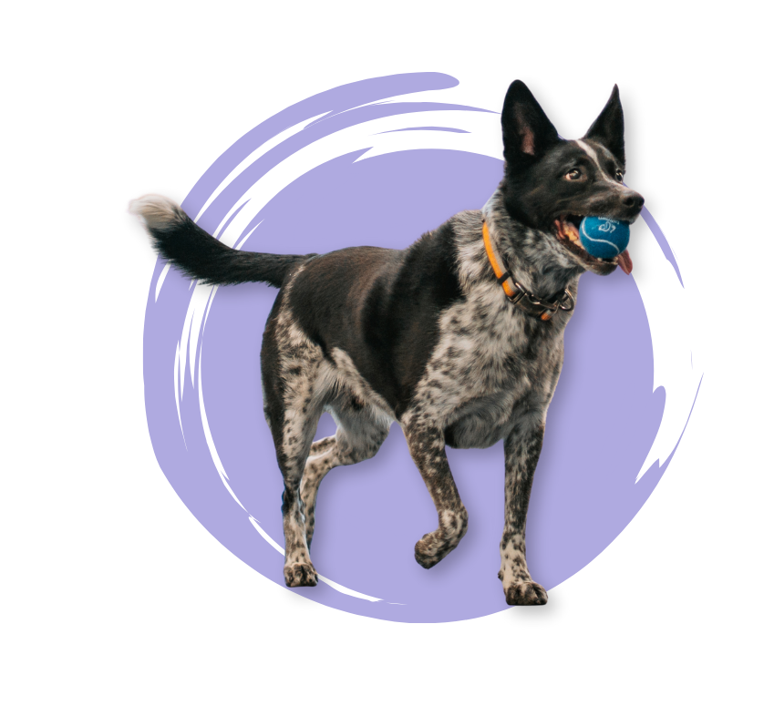 An Australian cattle dog named Taz is holding a tennis ball and looking excited