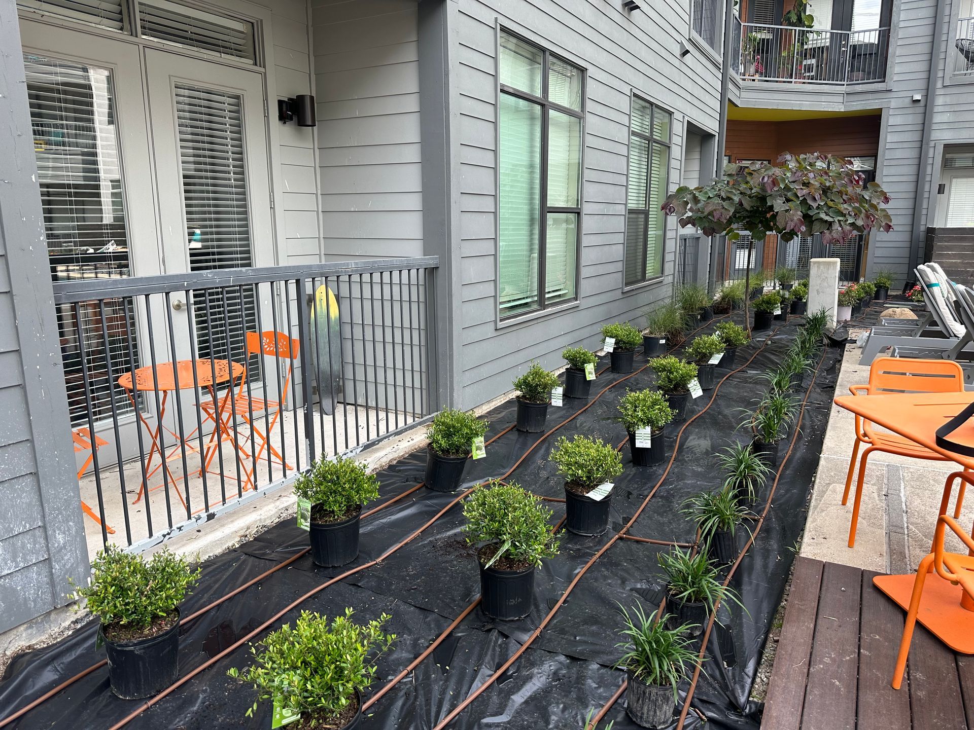 Potted shrubs planted in rows along a narrow side yard beside a gray apartment building