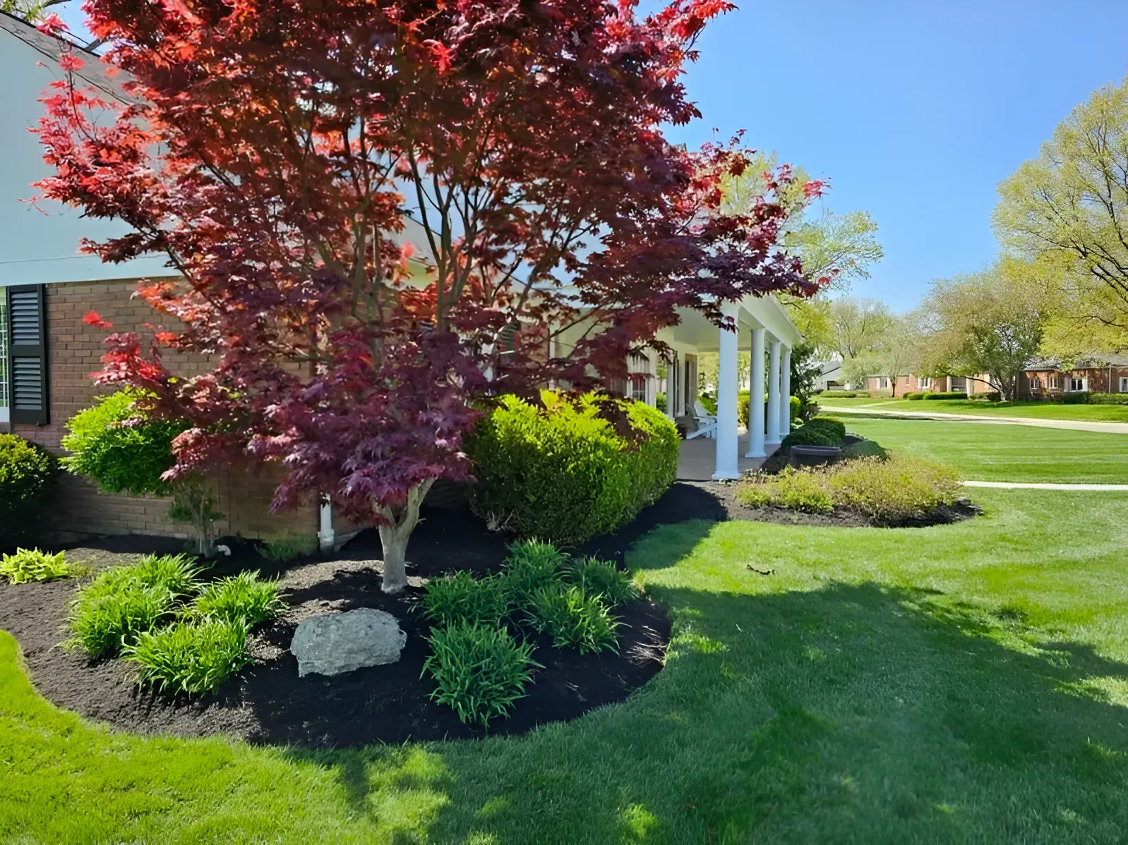 A red-leafed Japanese maple stands in a mulched bed next to a house with white columns, bordered by a green lawn.