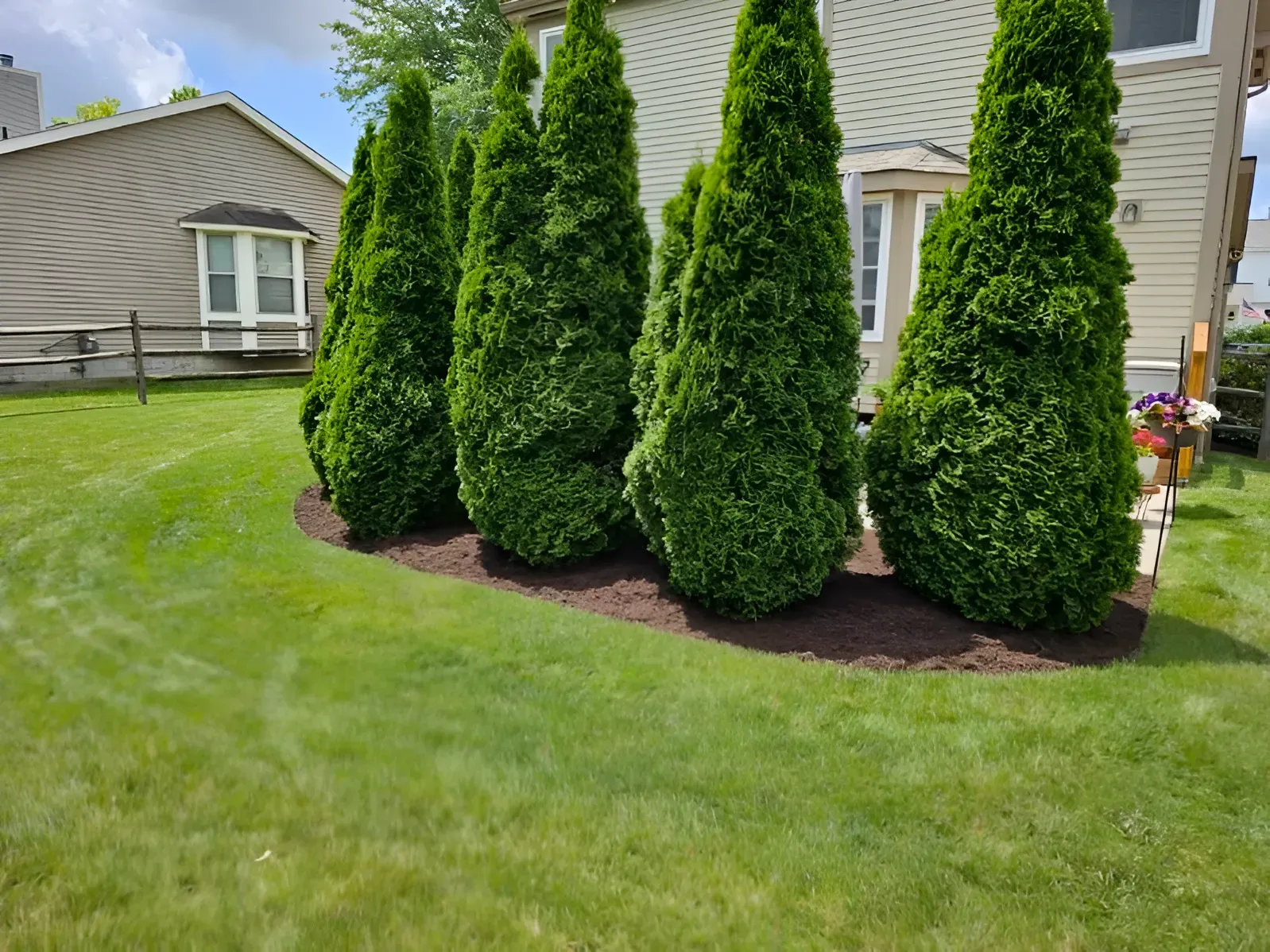 A row of tall, green arborvitae trees planted in a mulched garden bed in front of a residential house.