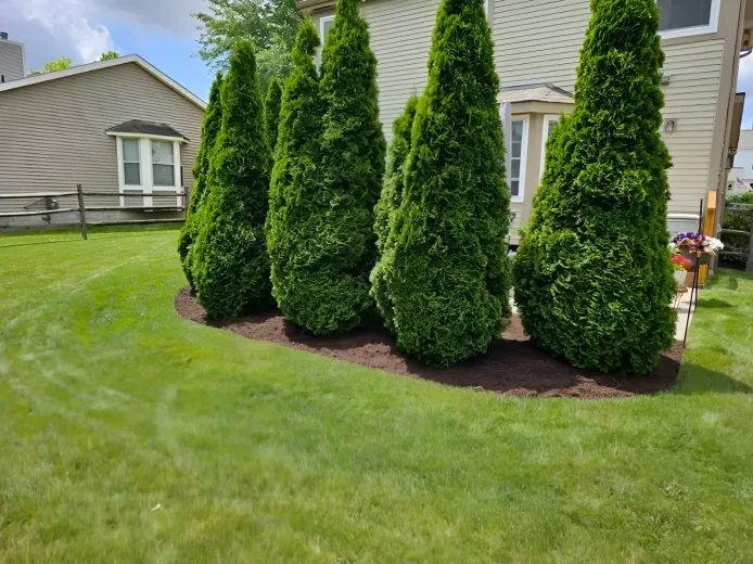 A row of evergreen arborvitae trees planted in a mulched garden bed in front of a residential house.